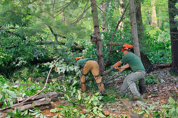 Mulching Services in Watertown Town, MA